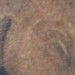 tattoo galleries/ - greek horse